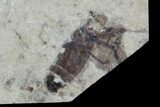 Double Fossil March Fly (Plecia) - Green River Formation #95849-3